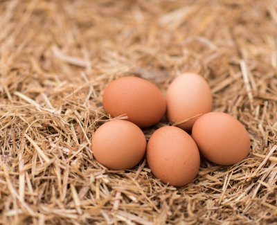 how chicken make eggs